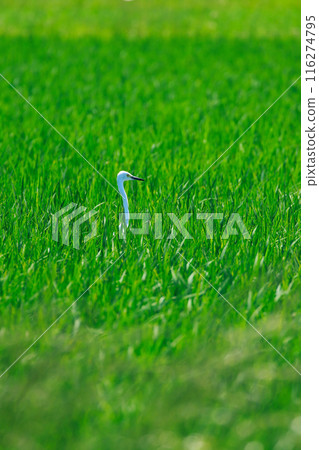 Egret flying over the grassland Egret flying over the grassland 116274795