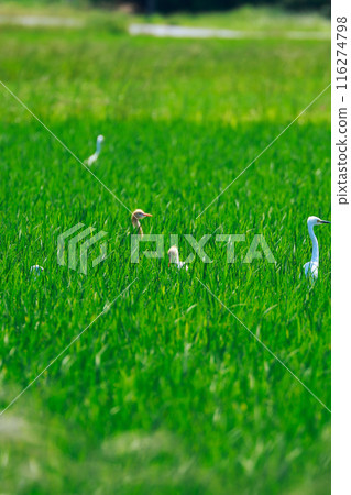 Egret flying over the grassland Egret flying over the grassland 116274798