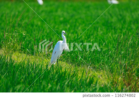 Egret flying over the grassland 116274802