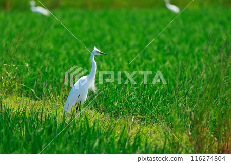 Egret flying over the grassland 116274804
