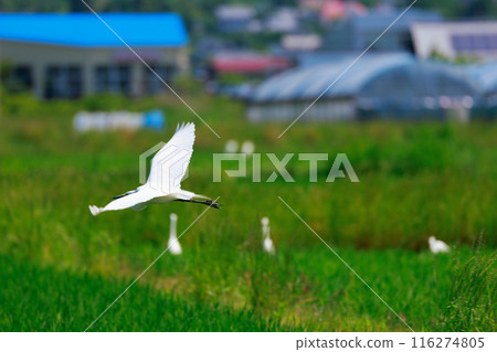 Egret flying over the grassland Egret flying over the grassland 116274805