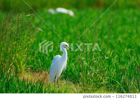 Egret flying over the grassland 116274811