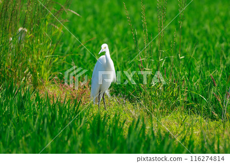 草原上飛翔的白鷺 草原上飛翔的白鷺 116274814