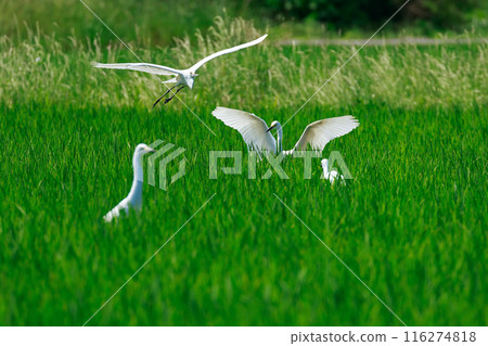 Egret flying over the grassland Egret flying over the grassland 116274818
