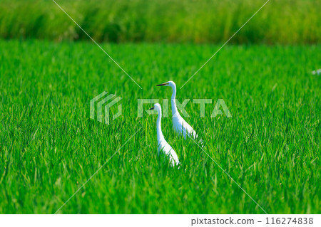 Egret flying over the grassland 116274838