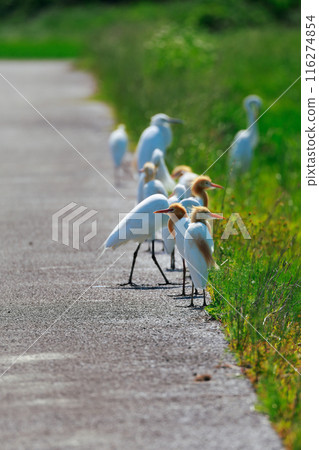 Egret flying over the grassland Egret flying over the grassland 116274854