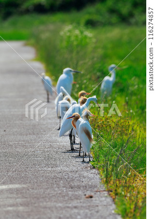 草原上飛翔的白鷺 草原上飛翔的白鷺 116274857