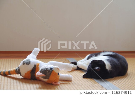 貓睡在毛絨動物旁邊 116274911