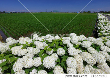 Togawa, Kasukabe City, Saitama Prefecture: White hydrangeas Annabelle and rural scenery on the Kisai Hydrangea Road, a single road through rice fields 116274912