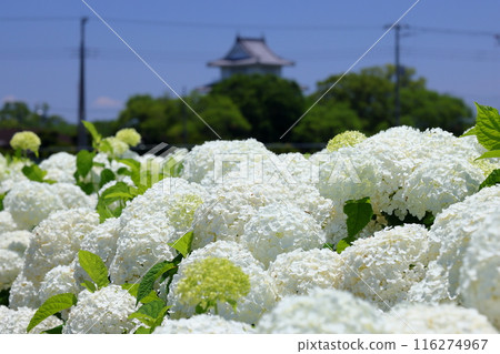 Togawa, Kasukabe City, Saitama Prefecture: White hydrangeas Annabelle on the Kisai Hydrangea Road, a single road through rice fields, and the view of Kisai Castle 116274967