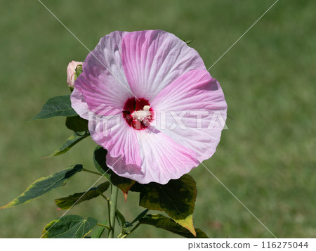 Hibiscus in a summer flowerbed 116275044