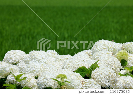 Togawa, Kasukabe City, Saitama Prefecture: White hydrangeas (Annabell) and rice fields on the Kisai Hydrangea Road 116275085
