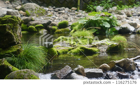 A clear stream flowing through a green forest. A clear stream flowing through a green forest. 116275176