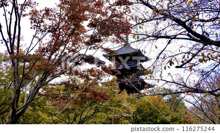 京都府京都市南區,透過紅葉樹林可以看到東寺(教王護國寺)五層塔的輪廓的風景 京都府京都市南區,透過紅葉樹林可以看到東寺(教王護國寺)五層塔的輪廓的風景 116275244