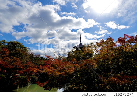 A view of the silhouette of the five-story pagoda of Toji Temple (Kyoogokokuji Temple) through the autumn leaves in Minami Ward, Kyoto City, Kyoto Prefecture 116275274