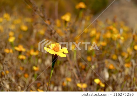 富士見高原度假村花里浪漫區 - 萬壽菊盛開的風景 - 長野縣詔訪郡富士見町 116275286