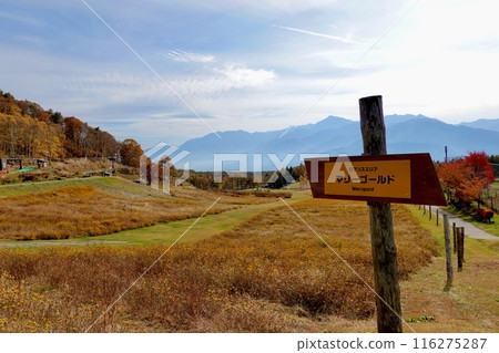 富士見高原度假村花里浪漫區 - 萬壽菊盛開的風景 - 長野縣詔訪郡富士見町 116275287