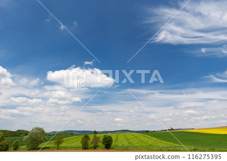 Wheat fields under bright cloudy sky summer time in North Rhine Westphalia Germany Wheat fields under bright cloudy sky summer time in North Rhine Westphalia Germany 116275395