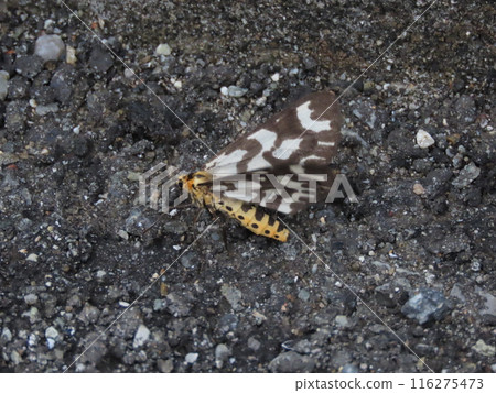 A plum moth resting on the ground A plum moth resting on the ground 116275473