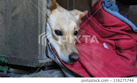 The dog nestled comfortably on a red blanket in the booth. Close-up of a gray dog's head. The dog nestled comfortably on a red blanket in the booth. Close-up of a gray dog's head. 116275744