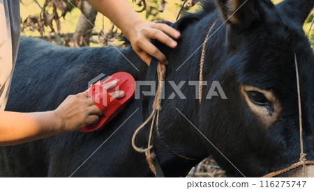 A close-up captures the moment of a person grooming a dark-coated donkey with a red brush, reinforcing the importance of care and bonding in an outdoor farm setting. A close-up captures the moment of a person grooming a dark-coated donkey with a red brush, reinforcing the importance of care and bonding in an outdoor farm setting. 116275747