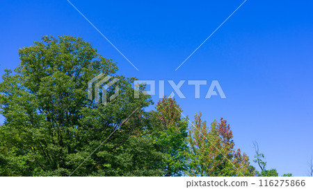 Sunny blue sky and beautiful green trees 116275866