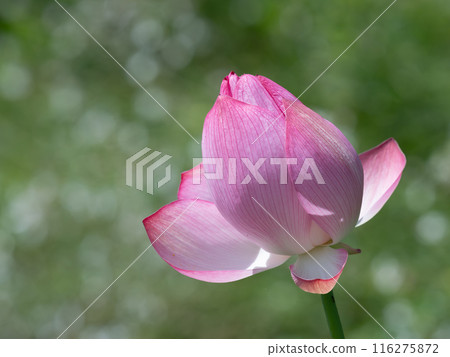 Beautiful pink lotus Beautiful pink lotus 116275872