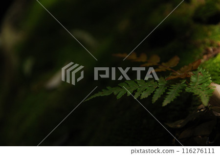 馬奈水中的苔蘚 馬奈水中的苔蘚 116276111