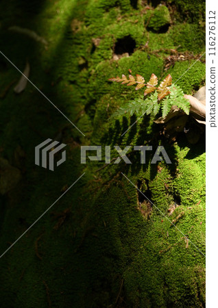 馬奈水中的苔蘚 馬奈水中的苔蘚 116276112