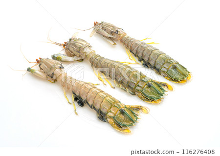 fresh mantis shrimp on white background 116276408