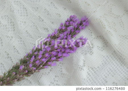 紫色藤本植物 紫色藤本植物 116276480