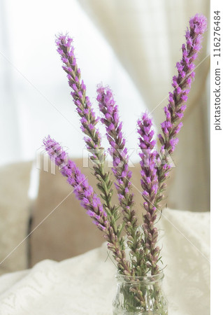 紫色藤本植物 紫色藤本植物 116276484