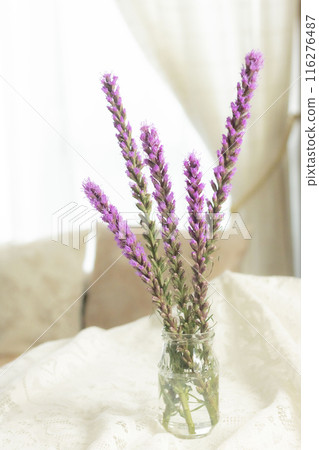 紫色藤本植物 116276487