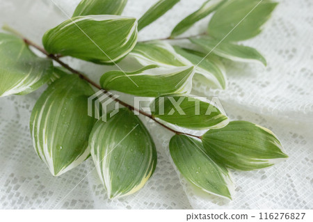 NARCO Lily leaf NARCO Lily leaf 116276827