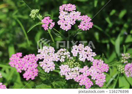初夏花園裡盛開的粉紅色西洋蓍草花 116276896