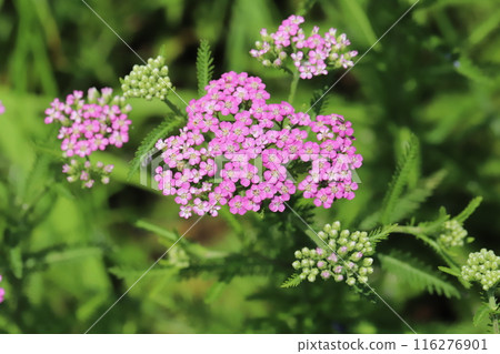 初夏花園裡盛開的粉紅色西洋蓍草花 116276901