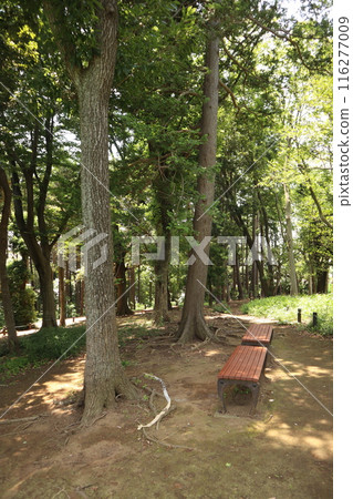 A bench in the forest (Baba 2-chome Park, Tsurumi Ward, Yokohama City) A bench in the forest (Baba 2-chome Park, Tsurumi Ward, Yokohama City) 116277009