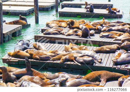 A large number of sea lions can be seen in the San Francisco sea 116277066