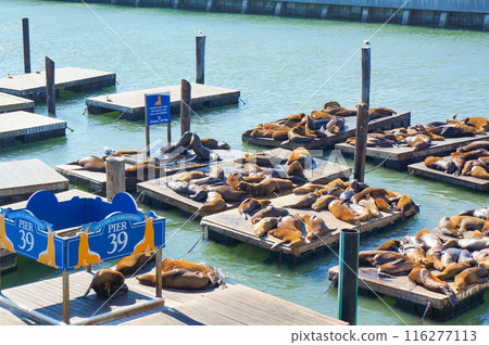 39號碼頭有很多海獅 39號碼頭有很多海獅 116277113