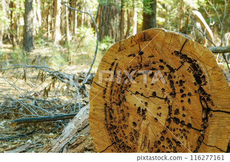 Trees that have been felled and damaged by insects Trees that have been felled and damaged by insects 116277161