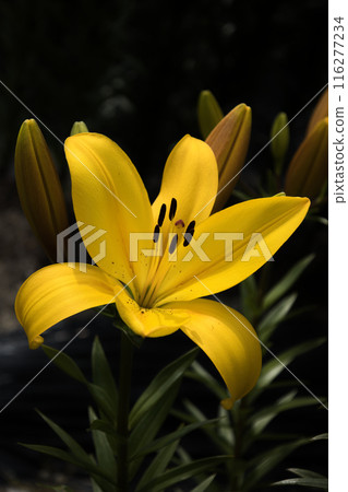 從初夏到盛夏 從初夏到盛夏 116277234