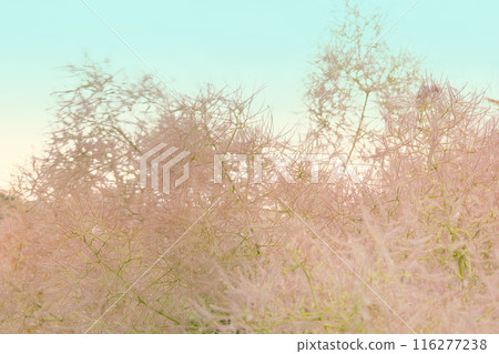 From early summer to midsummer 116277238