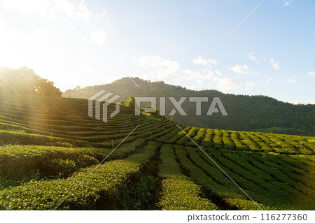 tea plantation and green tea plantation tea plantation and green tea plantation 116277360