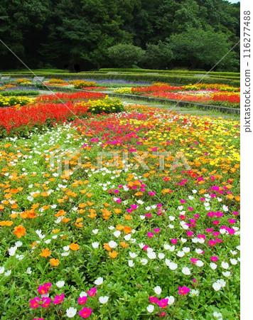 Summer 21st century forest and square landscape with flowerbeds of purslane, salvia and marigolds Summer 21st century forest and square landscape with flowerbeds of purslane, salvia and marigolds 116277488