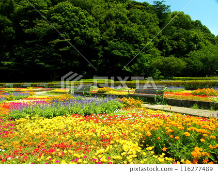 Summer 21st century forest and square landscape with flowerbeds of purslane, salvia and marigolds Summer 21st century forest and square landscape with flowerbeds of purslane, salvia and marigolds 116277489