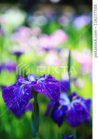 Beautiful irises Beautiful irises 116277508