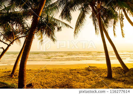sea beach with coconut palm tree at sunset time sea beach with coconut palm tree at sunset time 116277614