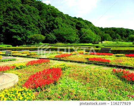 Summer 21st century forest and square landscape with red salvia, purslane and marigold blooming flowerbeds Summer 21st century forest and square landscape with red salvia, purslane and marigold blooming flowerbeds 116277929