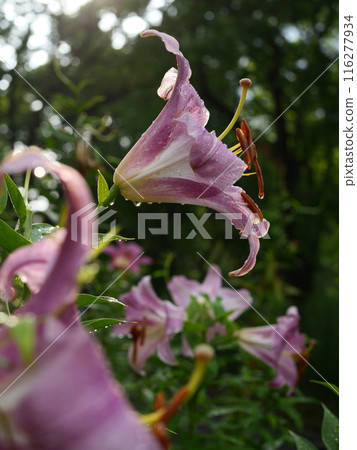 A lily in the summer sun 116277934