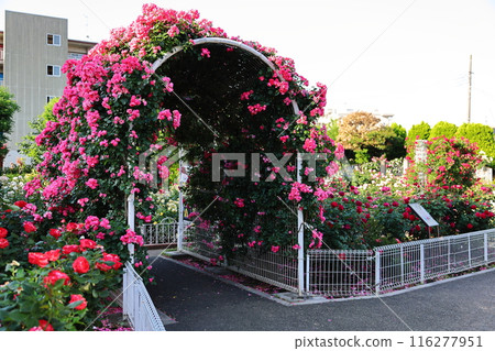 Red rose flower arch Red rose flower arch 116277951